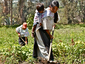 Donna coltiva i campi in Ecuador. Credits: Nicola Demolli Crivelli/Photoaid