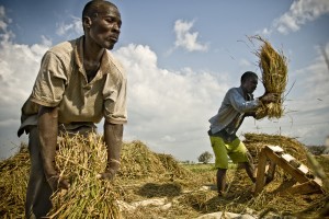 Il prezzo del grano è aumentato del 50% secondo la Banca Mondiale.