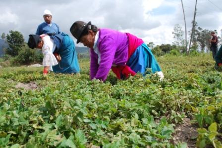 Donna al lavoro nei campi, Ecuador. Credits: Andrea Cianferoni/Oxfam Italia