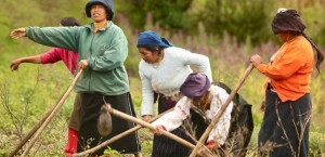 Donne coltivano campi in Ecuador