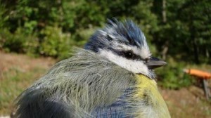 Il parco di Mavrovo ospita numerose specie di uccelli. Credits: OxfamItalia