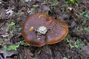 Il parco ospita numerose specie di funghi, rettili e anfibi. Credits: OxfamItalia Il parco ospita numerose specie di funghi, rettili e anfibi. Credits: OxfamItalia