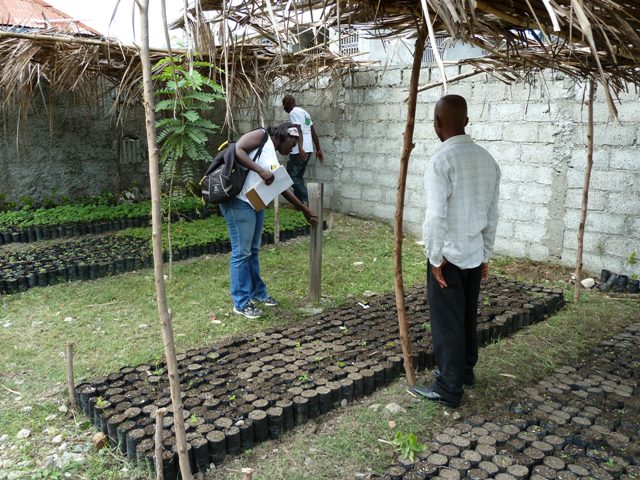 Haiti. Piantine di caffè a dimora