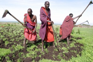 I maasai in Tanzania fanno prime esperienze con l'agricoltura crediti: Geoff Sayer/Oxfam