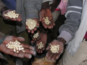 I grani che contadini in Etiopia hanno potuto risparmiare Credit Sara Livingston/Oxfam America I grani che contadini in Etiopia hanno potuto risparmiare Credit Sara Livingston/Oxfam America