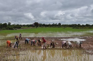 Cambogia. Riso e allevamento sfamano gli abitanti del distretto di Svay Leu. Credits: OxfamItalia