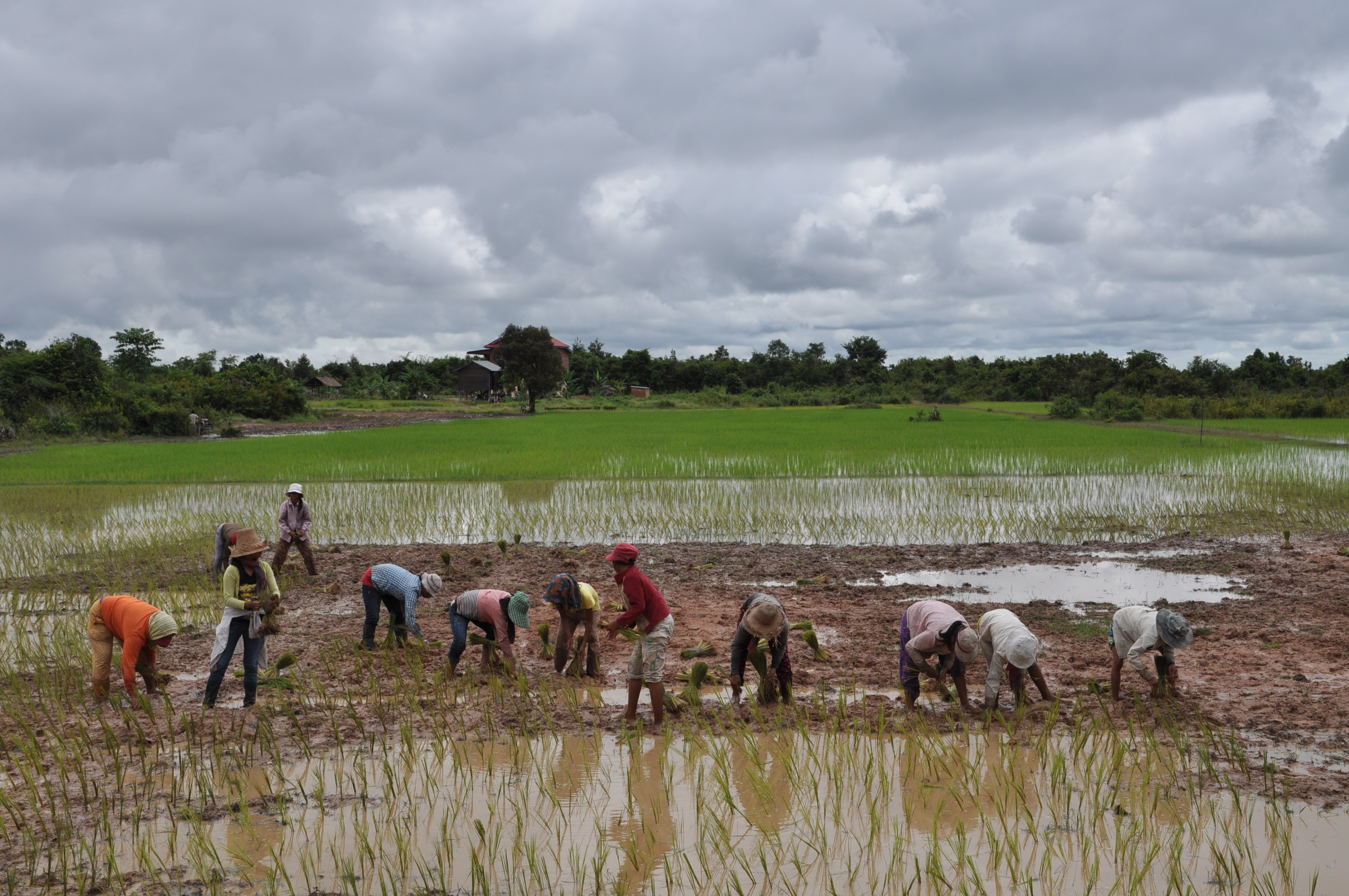 Cambogia. Oxfam italia aiuta i contadini a proteggere le proprie terre. Credits: OxfamItalia Cambogia. Riso e allevamento sfamano gli abitanti del distretto di Svay Leu. Credits: OxfamItalia