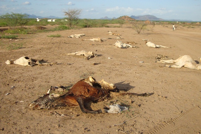 Carcasse di Bovini durante la siccità in Kenya a Wajir. Credits: Oxfam