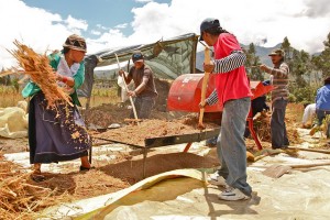 I coltivatori di amaranto sono beneficiari del programma di sviluppo terrtoriale di Oxfam Italia in Ecuador. Credits: Nicola Demolli Crivelli/Photoaid