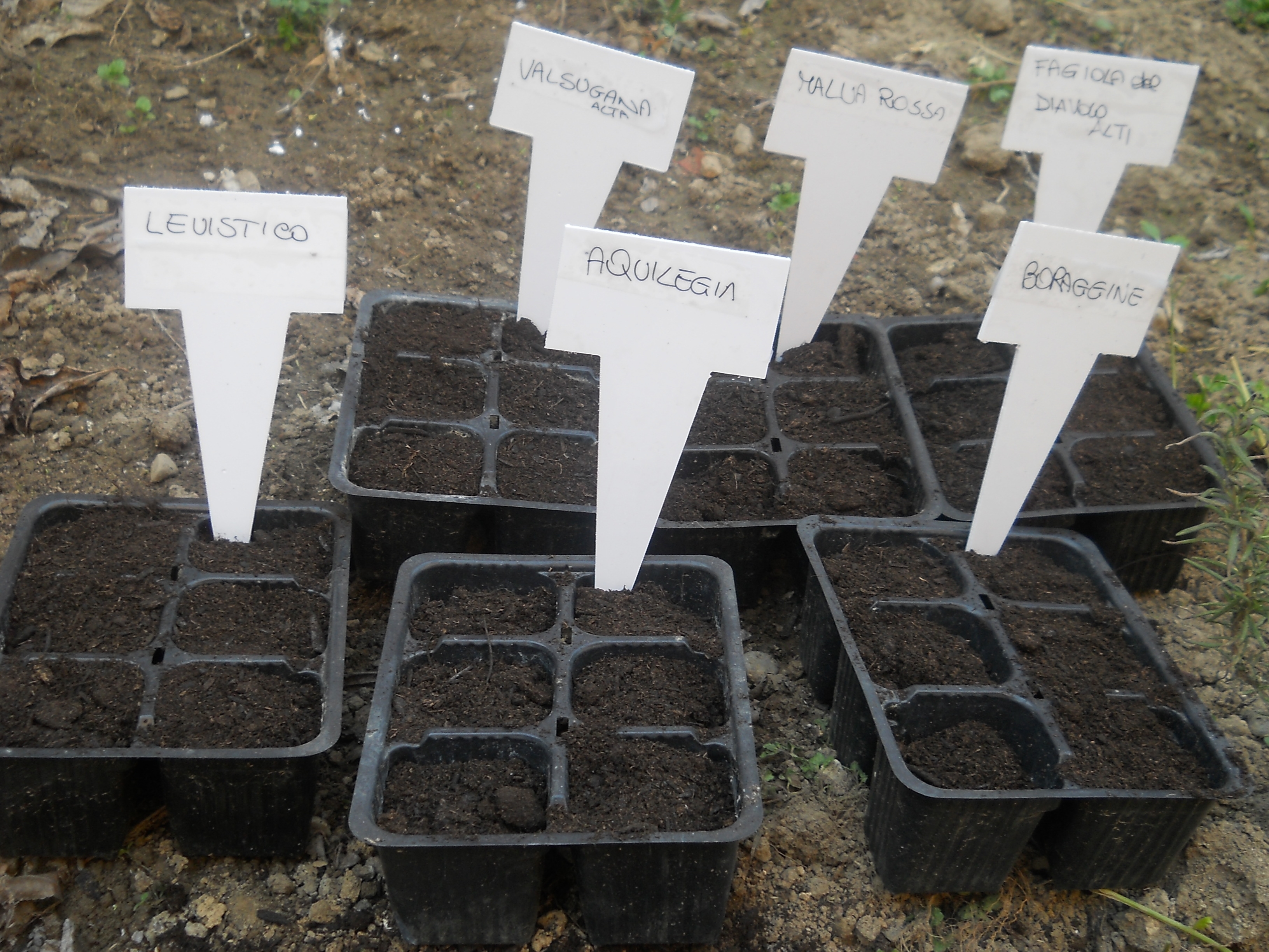 Stefania_Coltivattrice