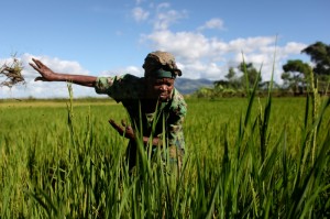 Malawi. Leyla Kayere, 76 anni, nel suo campo di riso. Credits: Abbie Trayler-Smith