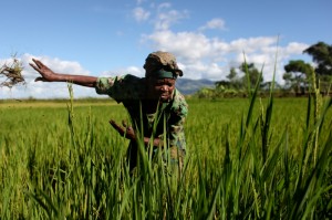Malawi. Leyla Kayere, 76 anni, nel suo campo di riso. Credits: Abbie Trayler-Smith Malawi. Leyla Kayere, 76 anni, nel suo campo di riso. Credits: Abbie Trayler-Smith