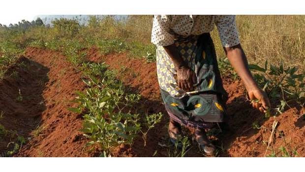 Coltivando batate in Malawi