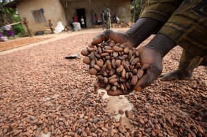 Nigeria, semi di cacao. © 2013 George Osodi/Panos. All Rights Reserved.
