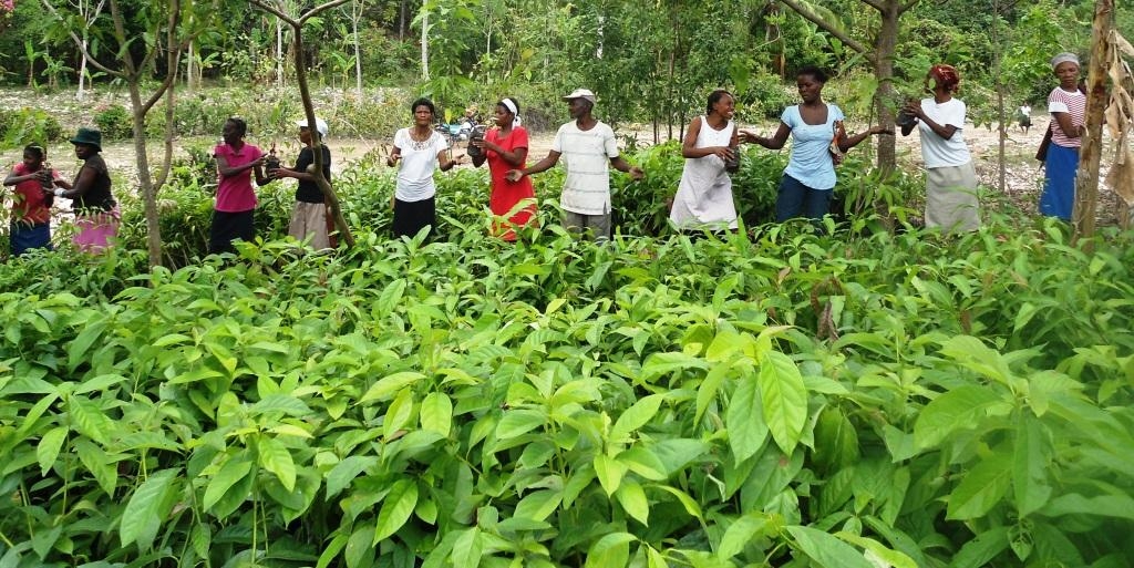 Le donne mettono a dimora le nuove piantine Le donne mettono a dimora le nuove piantine