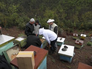 Albania, beekeepers