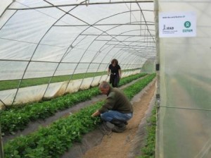 Jasmina and Nezir Sahovic in their greenhouse Jasmina and Nezir Sahovic in their greenhouse
