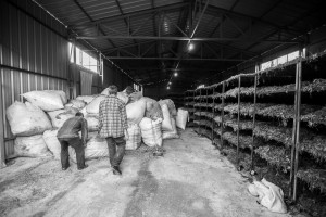 Albania, uno degli essiccatoi Albania, one of the drying buildings