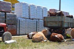 Bijeljina, rescued livestock