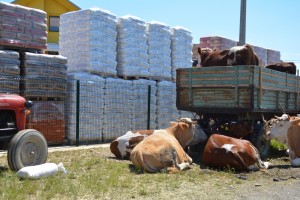 Bijeljina, rescued livestock Bijeljina, rescued livestock