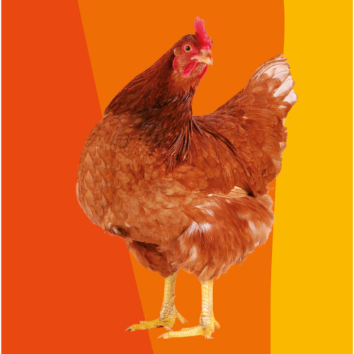 Scegli Gallina per dare la possibilità a una famiglia iniziare un piccolo allevamento e mettersi così al riparo dalla povertà e dalla fame.