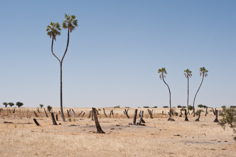 Deforestazione in Chad
