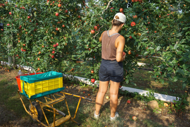 Sfruttamento lavorativo lungo le filiere agricole