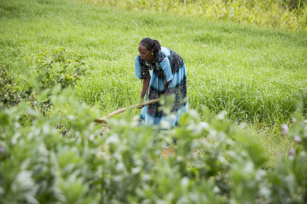 Grazie alla cisterna Zimam può dedicare più tempo a coltivare l'orto Zimam Girmay, agricoltrice, Etiopia