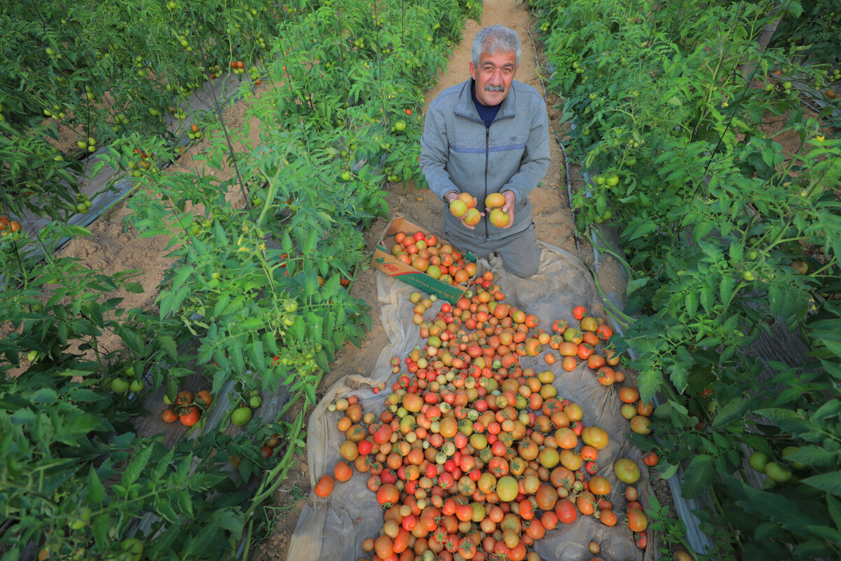 Mahmoud nella sua serra, mostra orgoglioso il suo raccolto. Foto: Alef Multimedia/Oxfam 