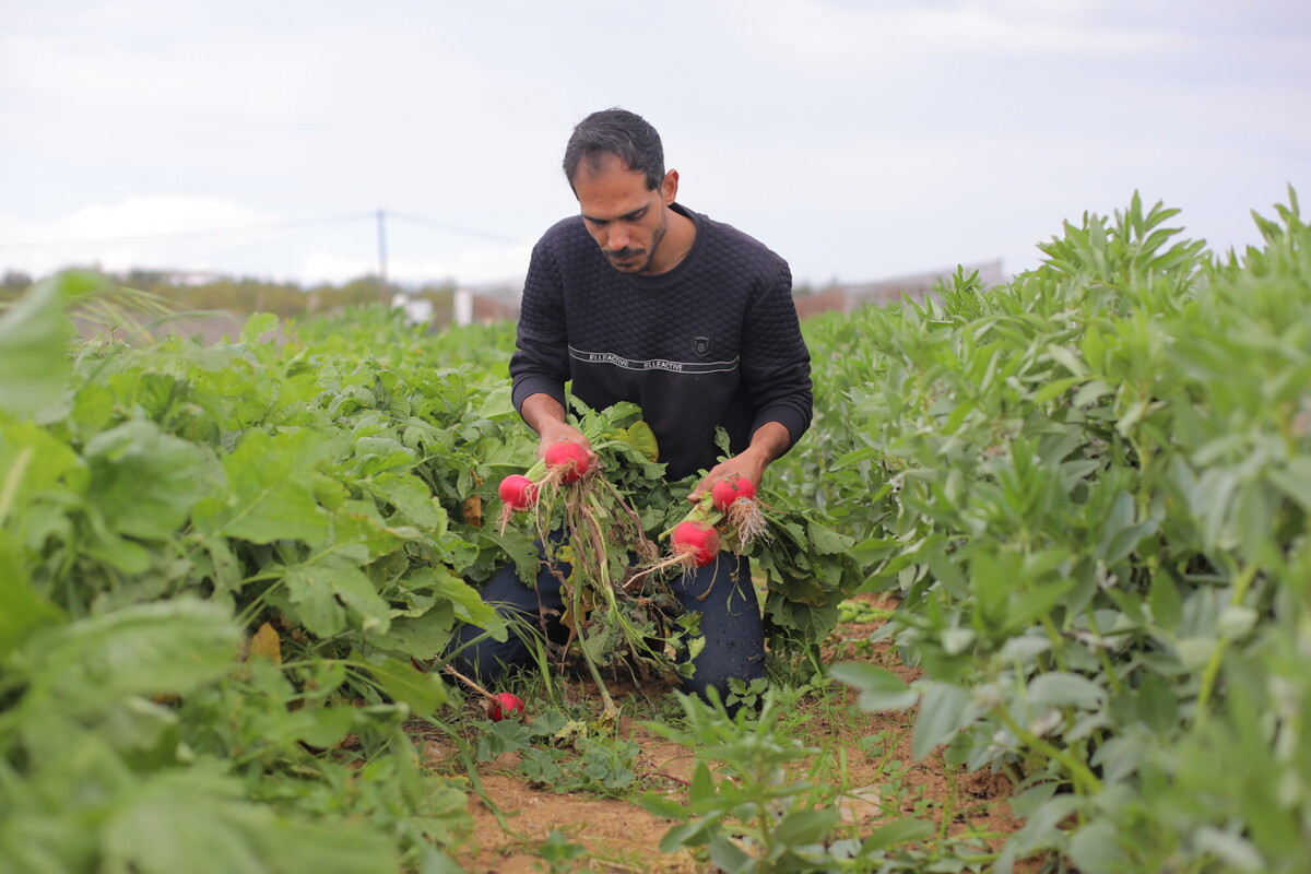 Costretto a rinunciare all’attività di allevatore, Rami ha destinato parte della sua terra all’agricoltura. Foto: Alef Multimedia/Oxfam