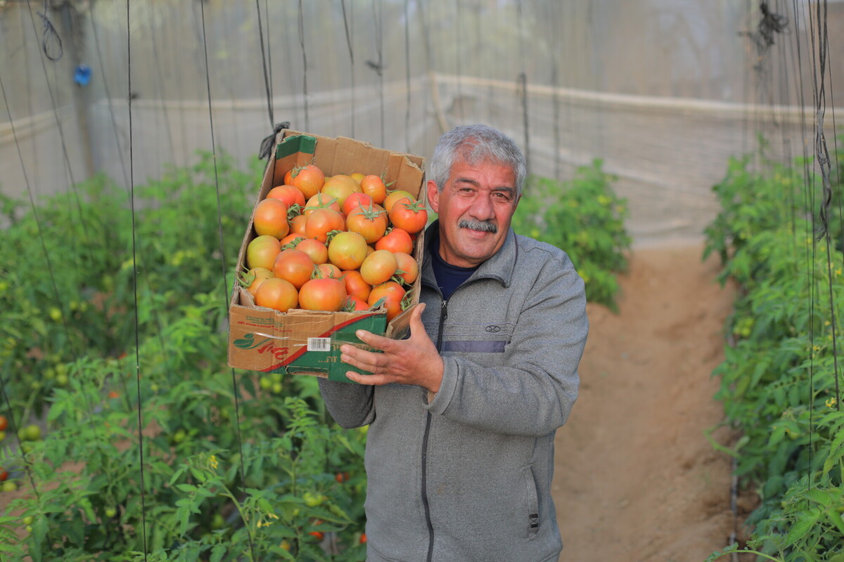 Mahmoud è un agricoltore dedito e padre di quattro figli. Nonostante la laurea in Economia, le limitate opportunità di lavoro a Gaza lo hanno spinto a dedicarsi all'agricoltura, dove lavora da cinque anni.