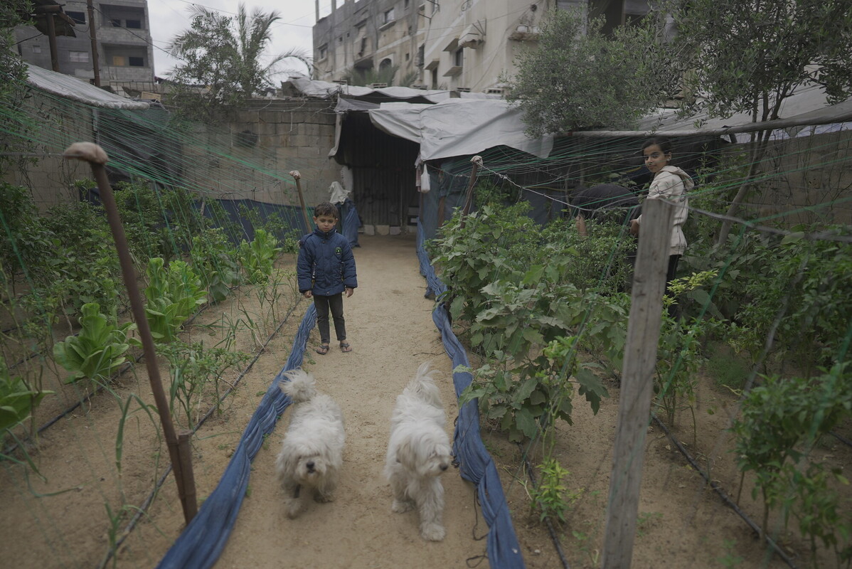 Sami e i suoi bambini giocano con dei cuccioli nel giardino di casa loro a Gaza City.