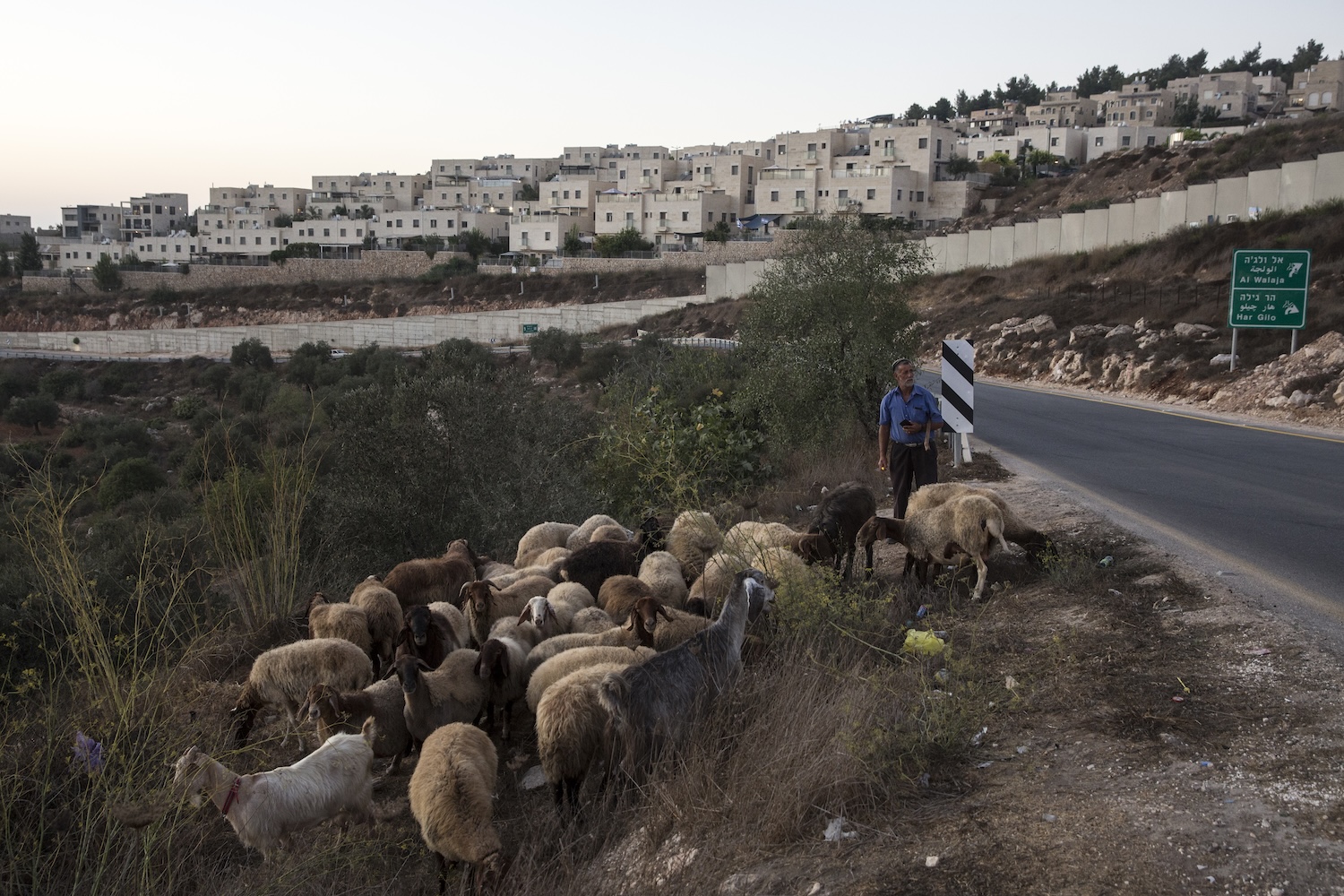 Un pastore palestinese pascola le pecore vicino all’insediamento illegale israeliano di Har Gilo, vicino a Betlemme. Credit: Per gentile concessione del fotografo 