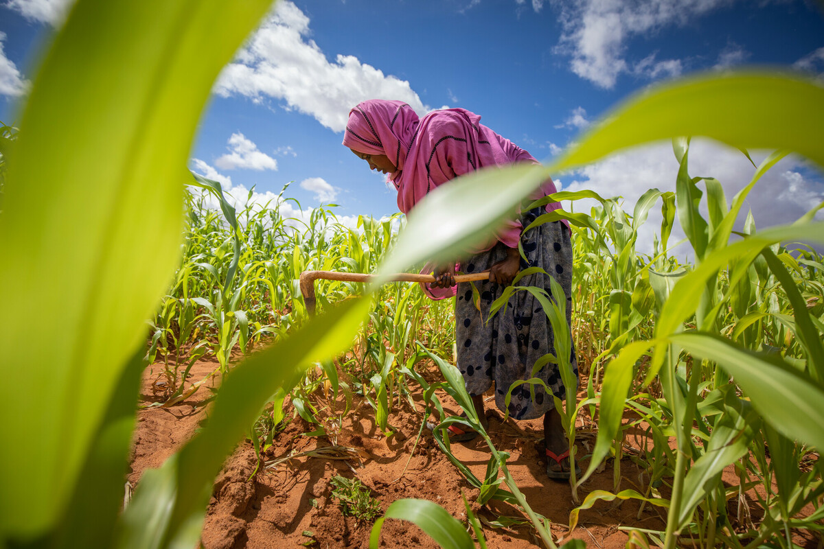 La figlia di Shamis Ali Dahir, Nasri Hamdi Abdullahi, 20 anni, controlla il campo di sorgo e diserbo a Garowo, distretto di Jarar, regione somala, Etiopia. Credit: Petterik Wiggers / Oxfam