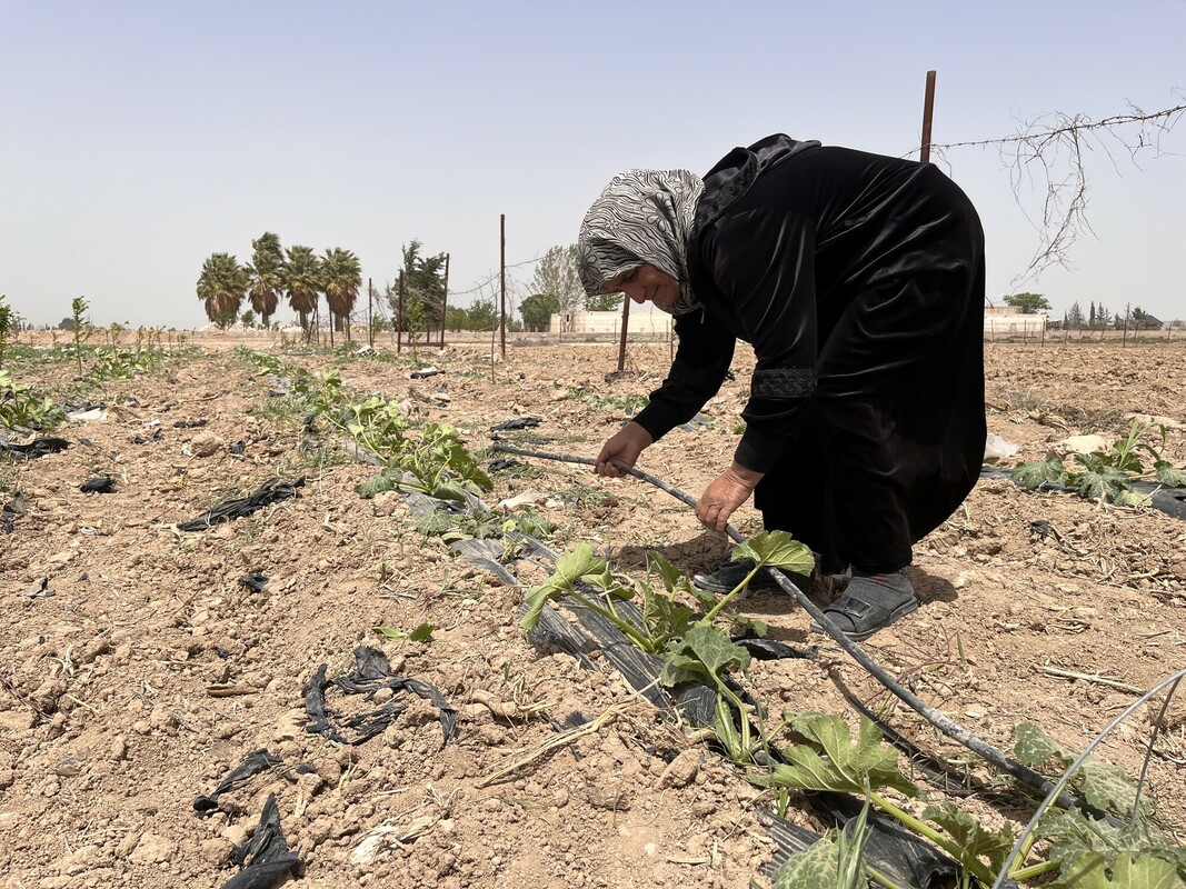 La siccità e le conseguenze della guerra hanno avuto un impatto devastante sulla vita di Layla, una contadina nella zona di Damasco rurale, minacciando il futuro della sua famiglia. Foto: Dania Kareh/ Oxfam