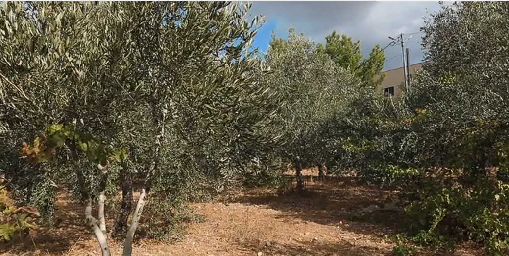Solo a marzo, le violenze dei coloni in Cisgiordania, sostenuti dall’esercito, hanno distrutto oltre 8000 olivi. Foto: Oxfam 